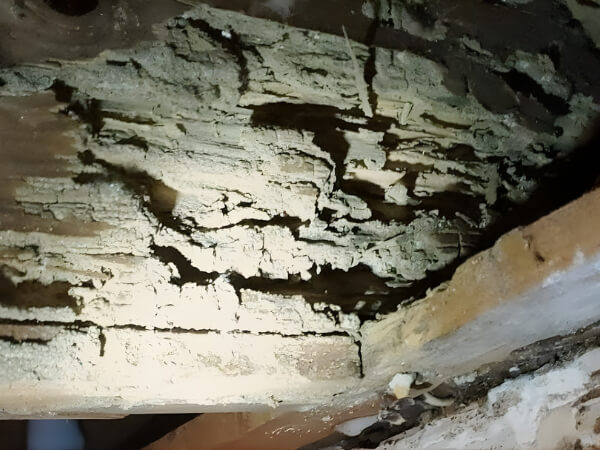 Exposed termite damage inside wood
