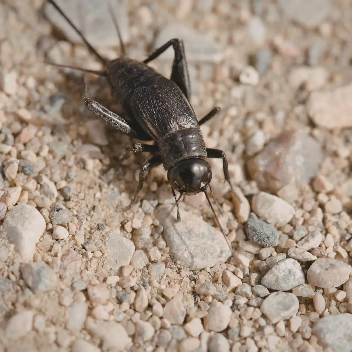 Field cricket near a home foundation on Long Island