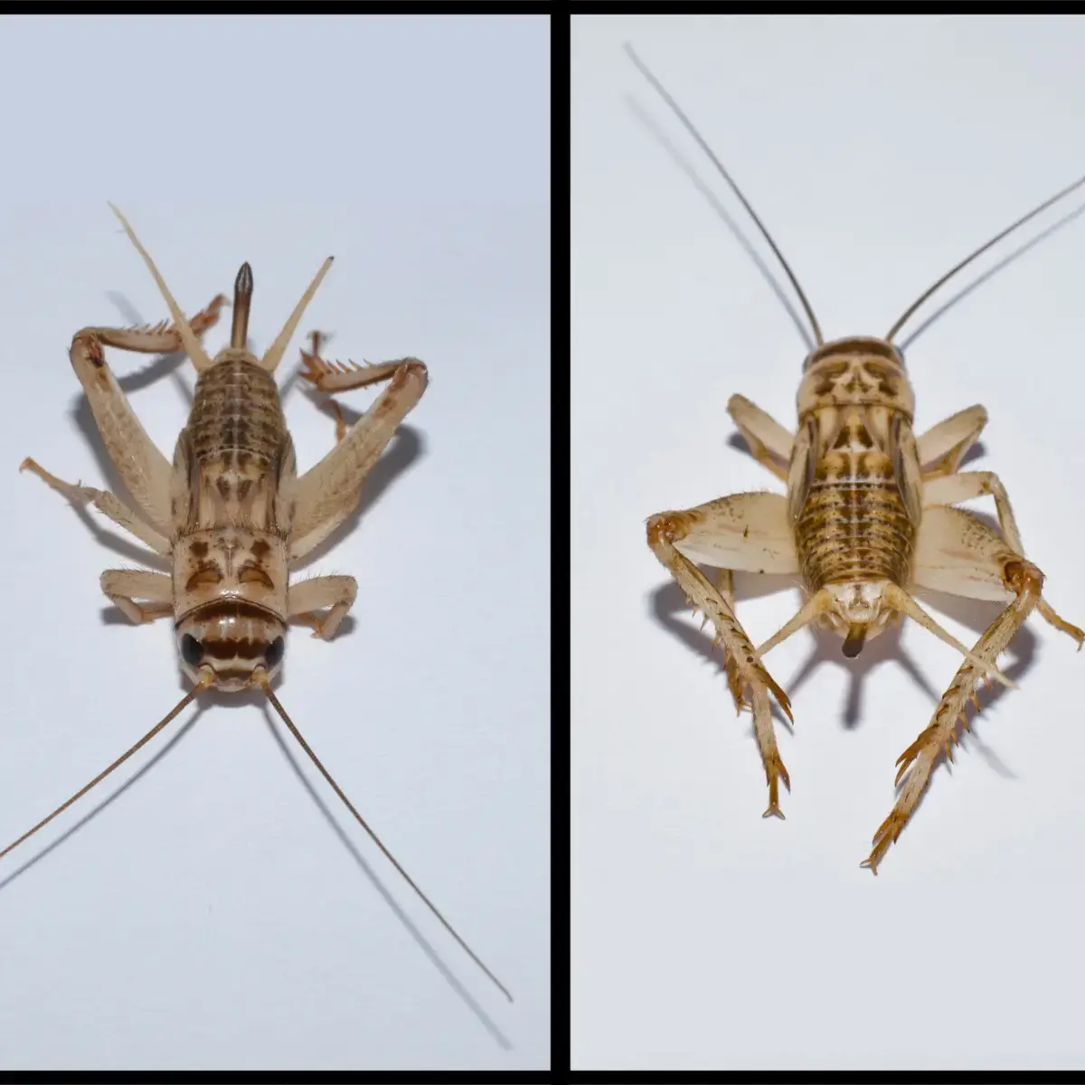 House cricket commonly found inside Long Island homes