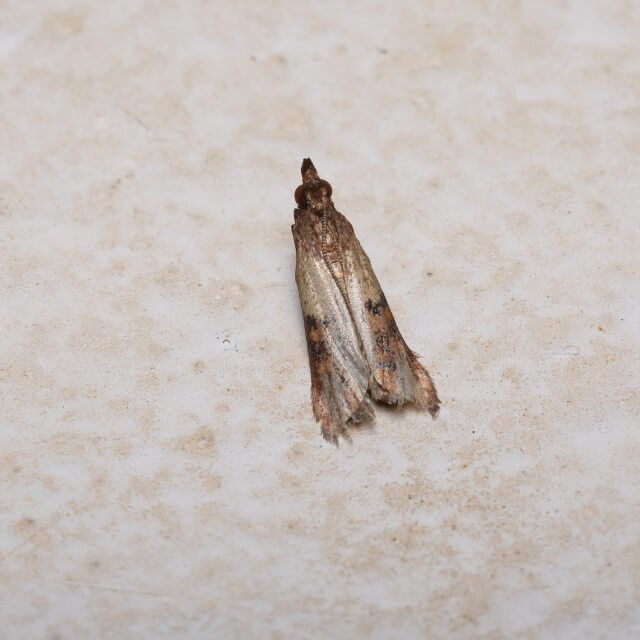 Indian Meal Moth