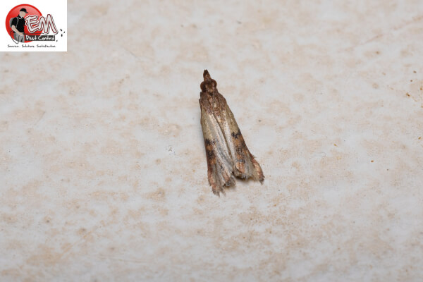 indian meal moth