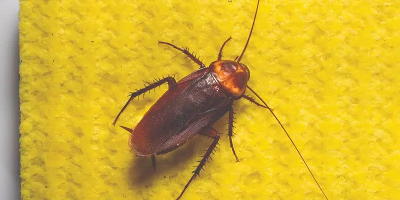 American cockroach