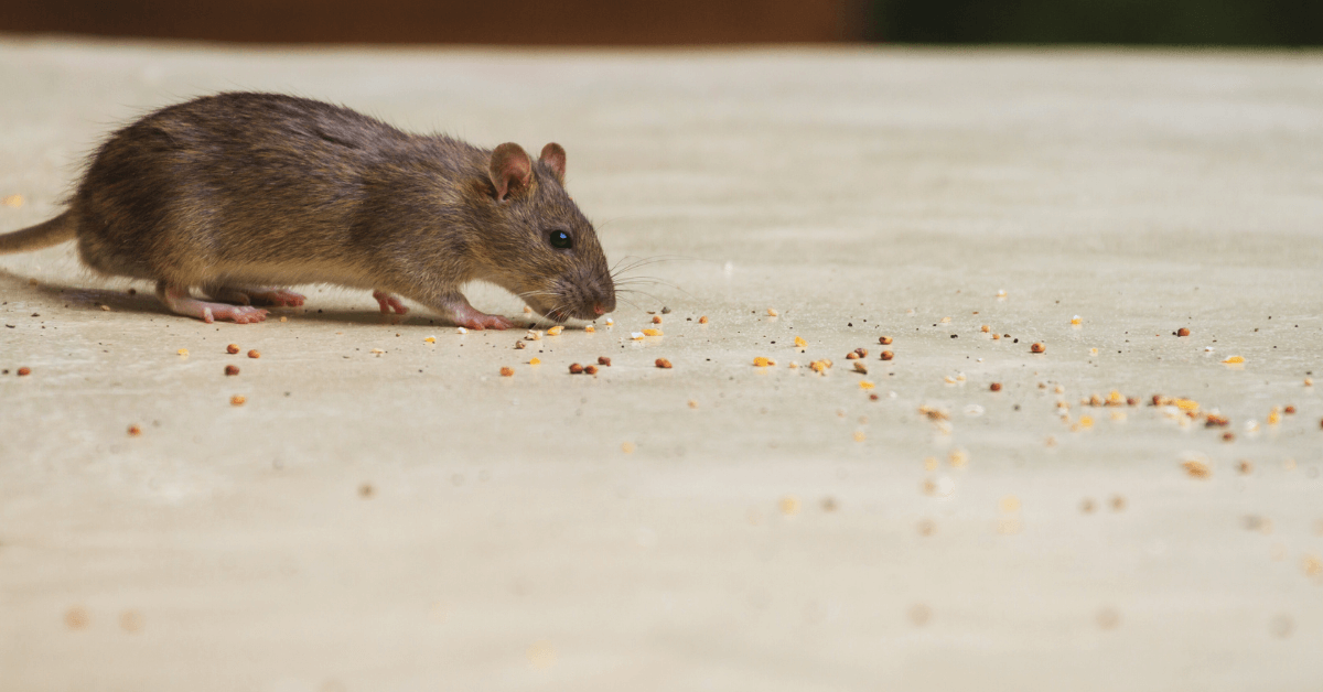 Your Local Mice Exterminators in Uniondale, NY | EM Pest Control