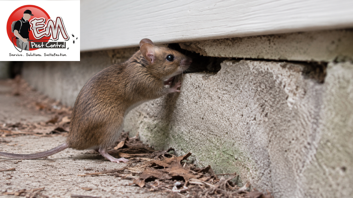 Mouse inspecting a gap along a home's foundation while looking for a way inside.