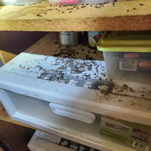 mice droppings-1