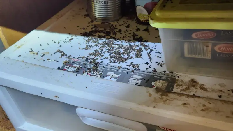 Mouse Droppings Identification