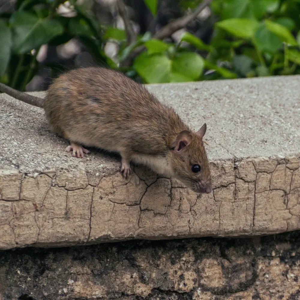 Rodent Pest Control Services