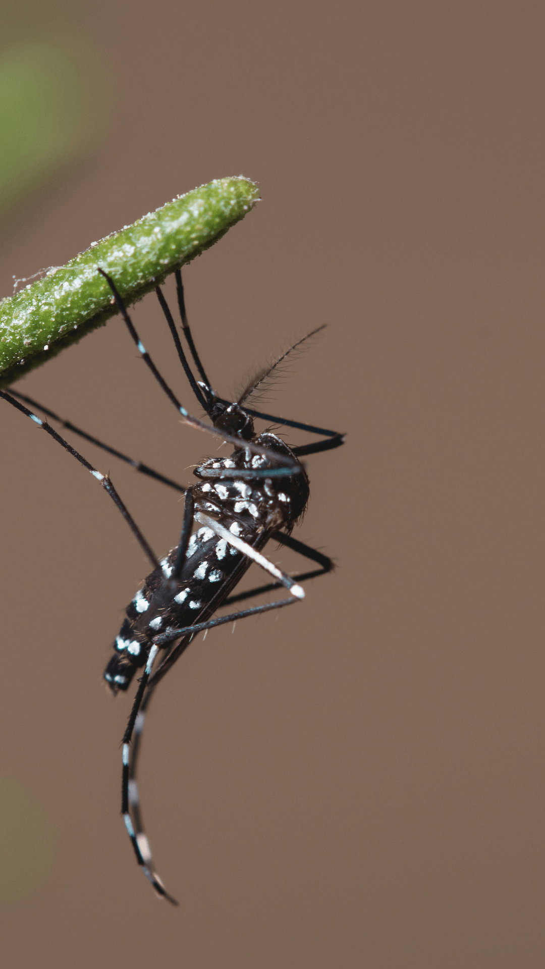 Asian Tiger Mosquito