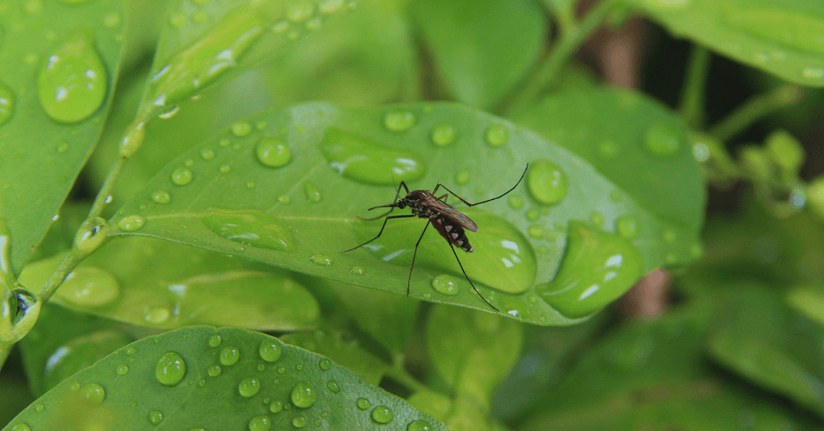 a mosquito on a wet leaf, highlighting a pest problem