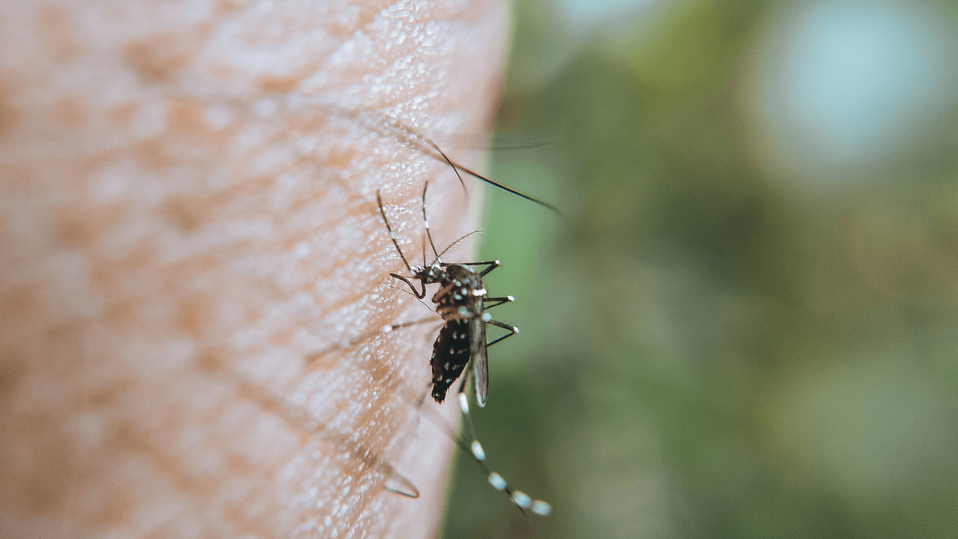 Mosquitoes in Long Island, NY