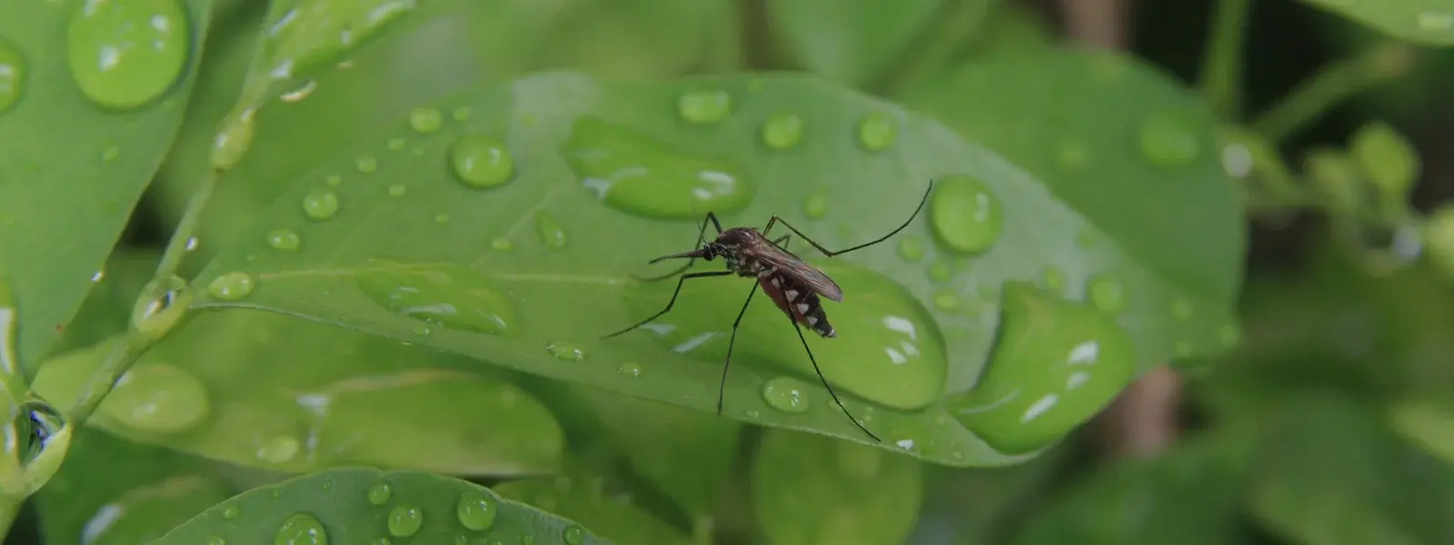 mosquito on leaf