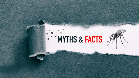 Busting Mosquito Myths on Long Island, NY