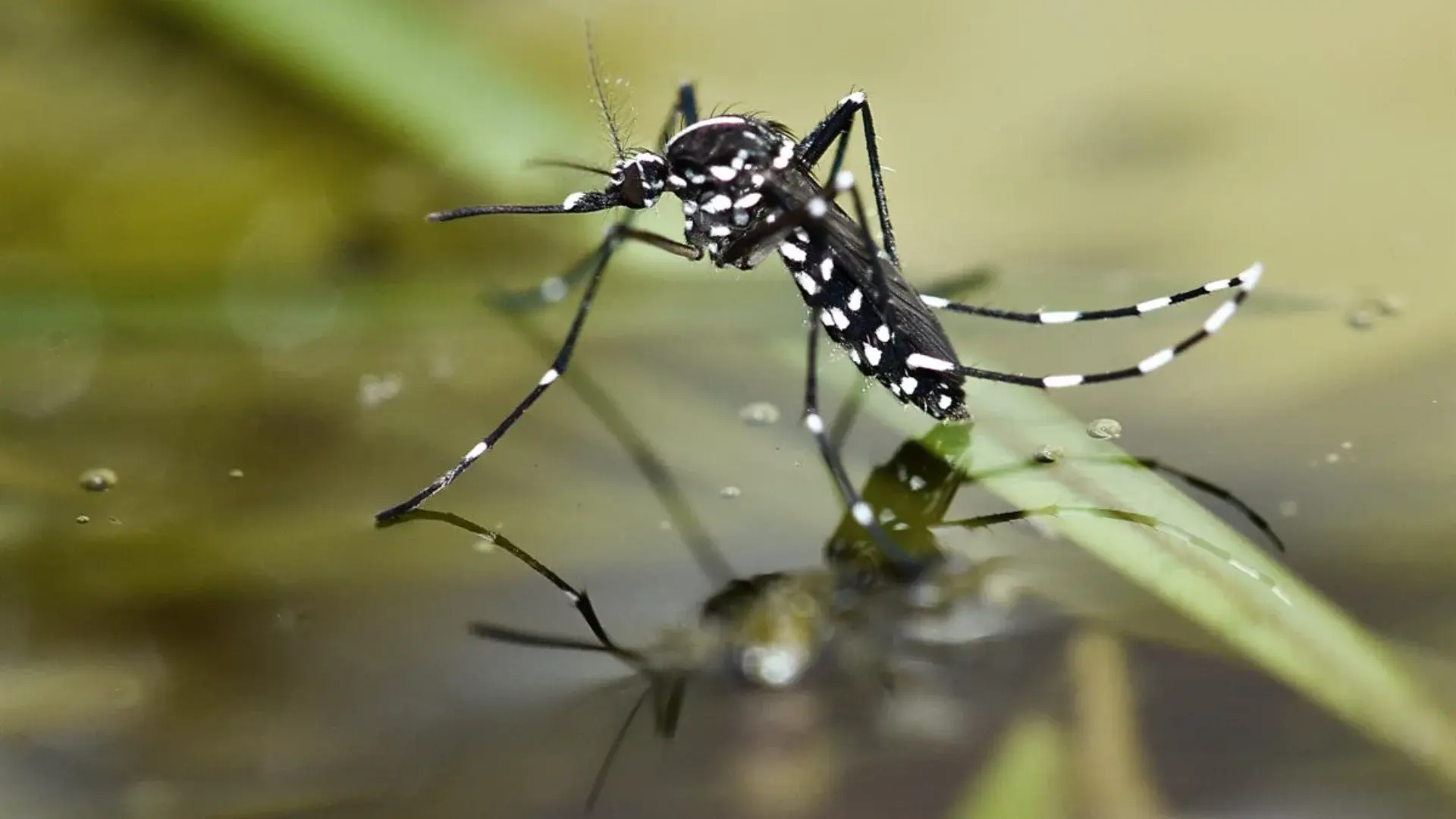 Asian tiger mosquito 