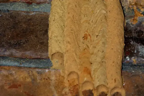 Mud Dauber Nest