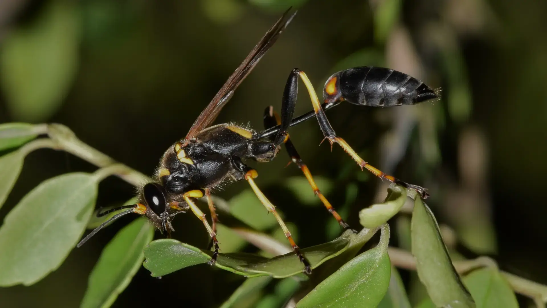 Mud Dauber