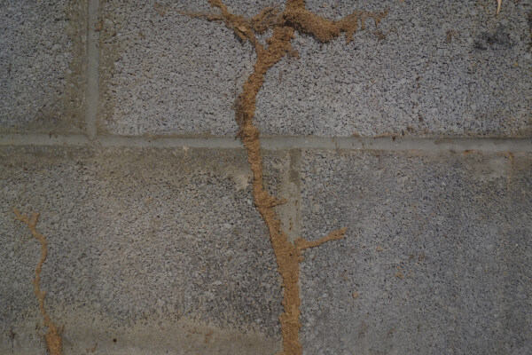 Mud tubes along a wall showing possible subterranean termite activity
