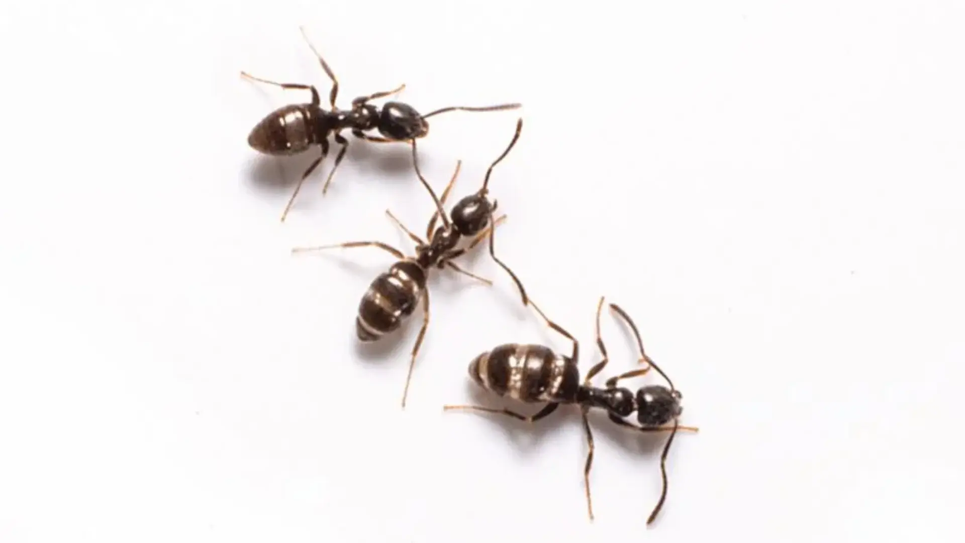 Odorous house ants