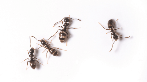 Odorous house ants