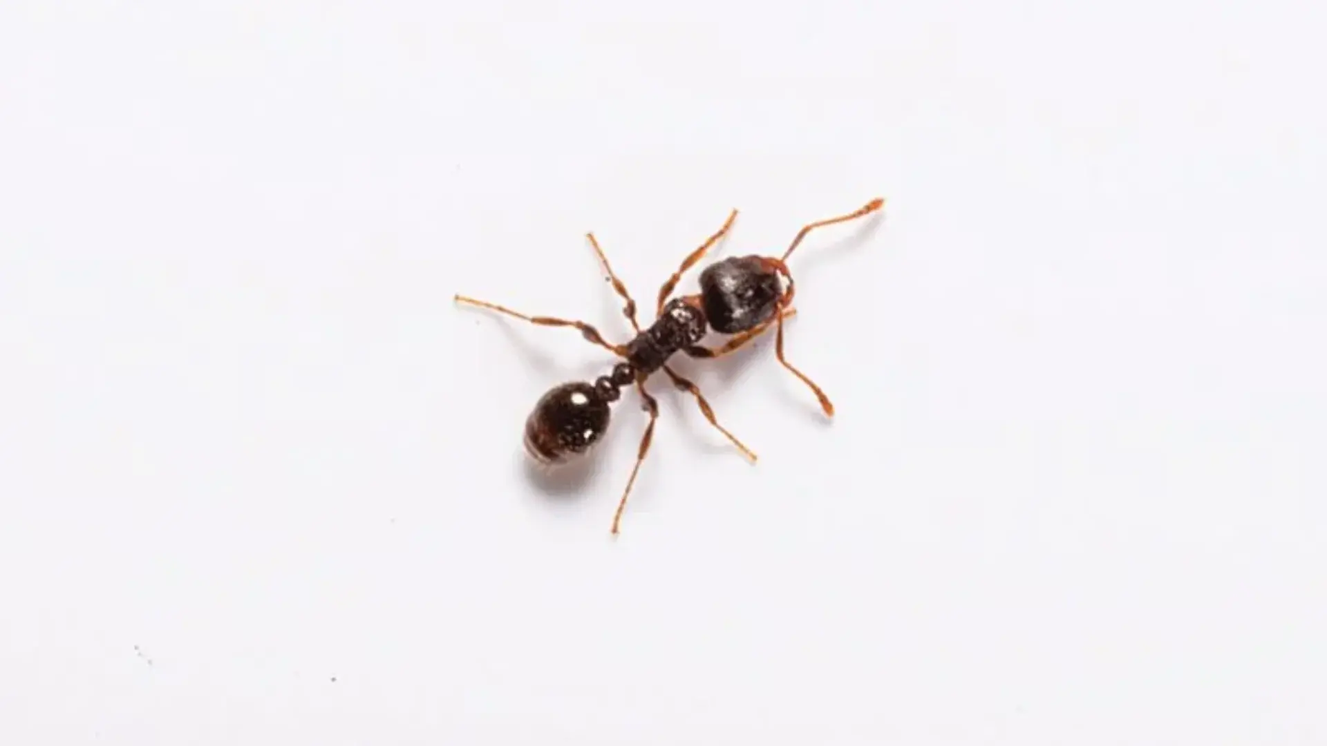 Pavement ant close-up