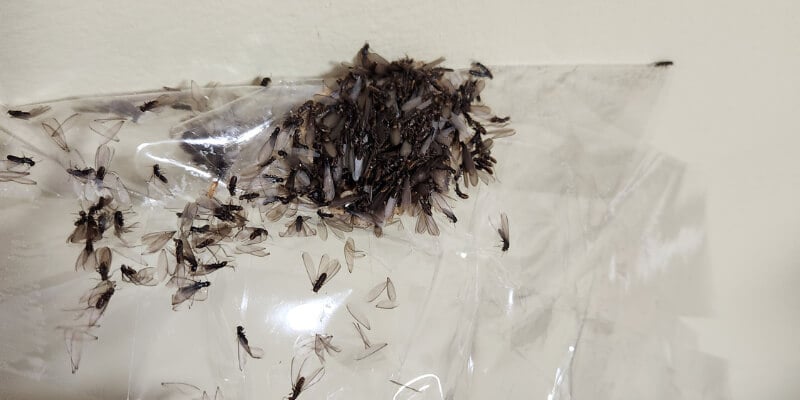 Pile of termite swarmers found inside a home