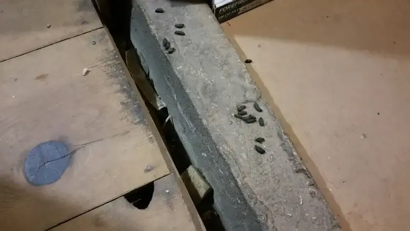 Rat Droppings Identification