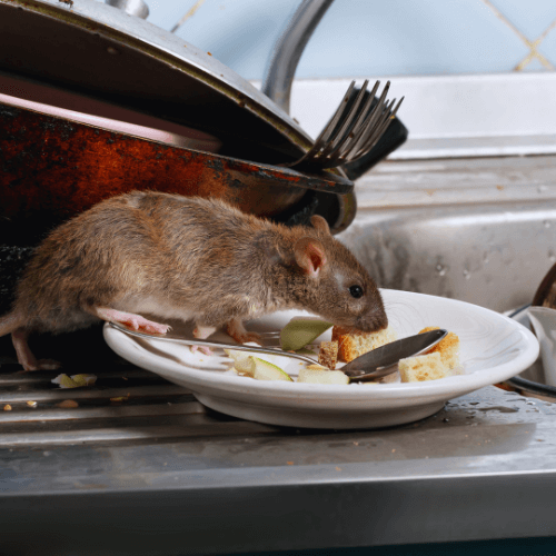 EM Pest Control Rat Pest Control