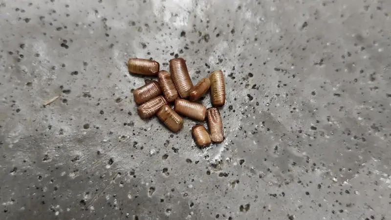 Cockroach egg capsules found in a cabinet corner