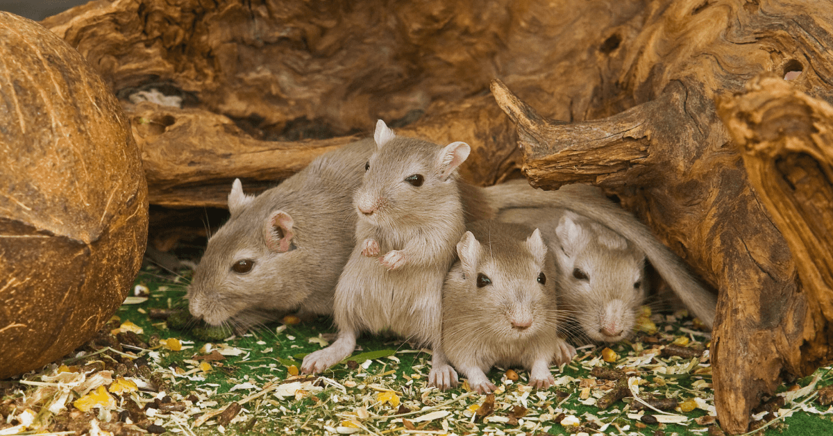 Rodent Control in Uniondale, NY | EM Pest Control
