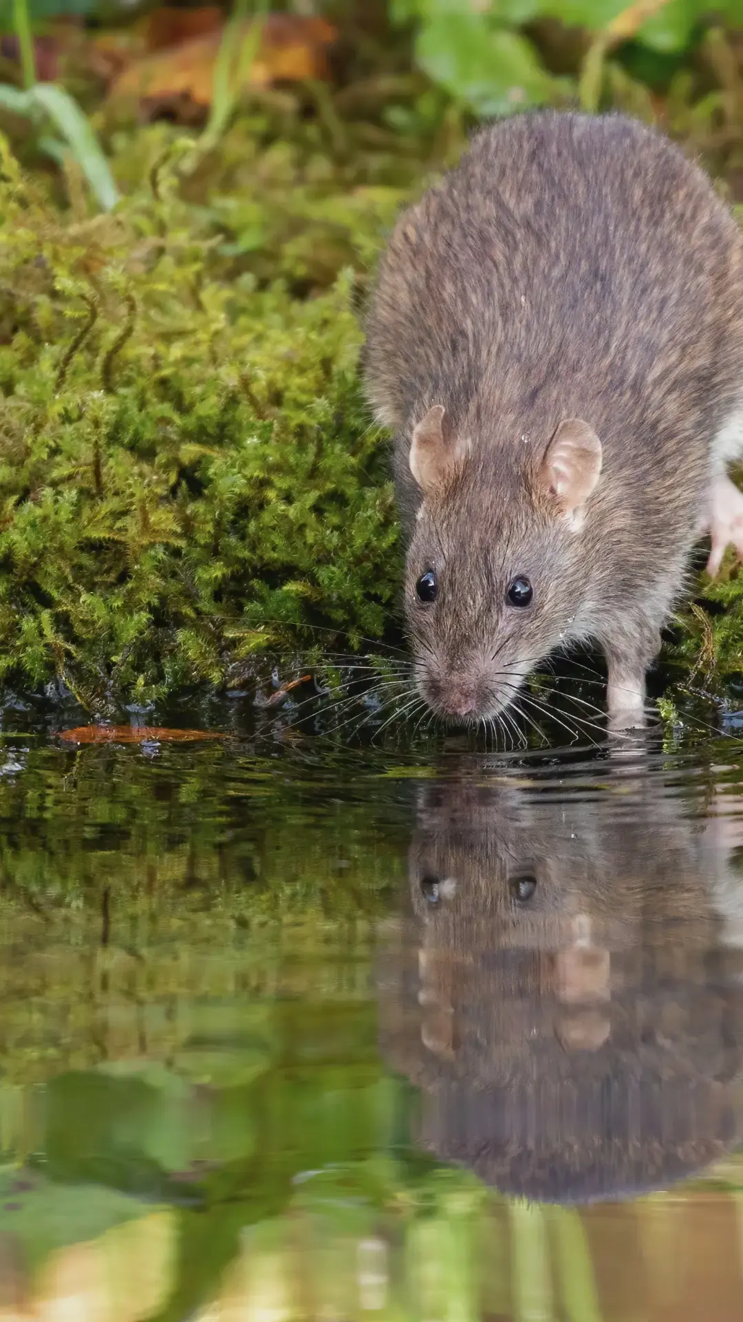 local rodent control in long island