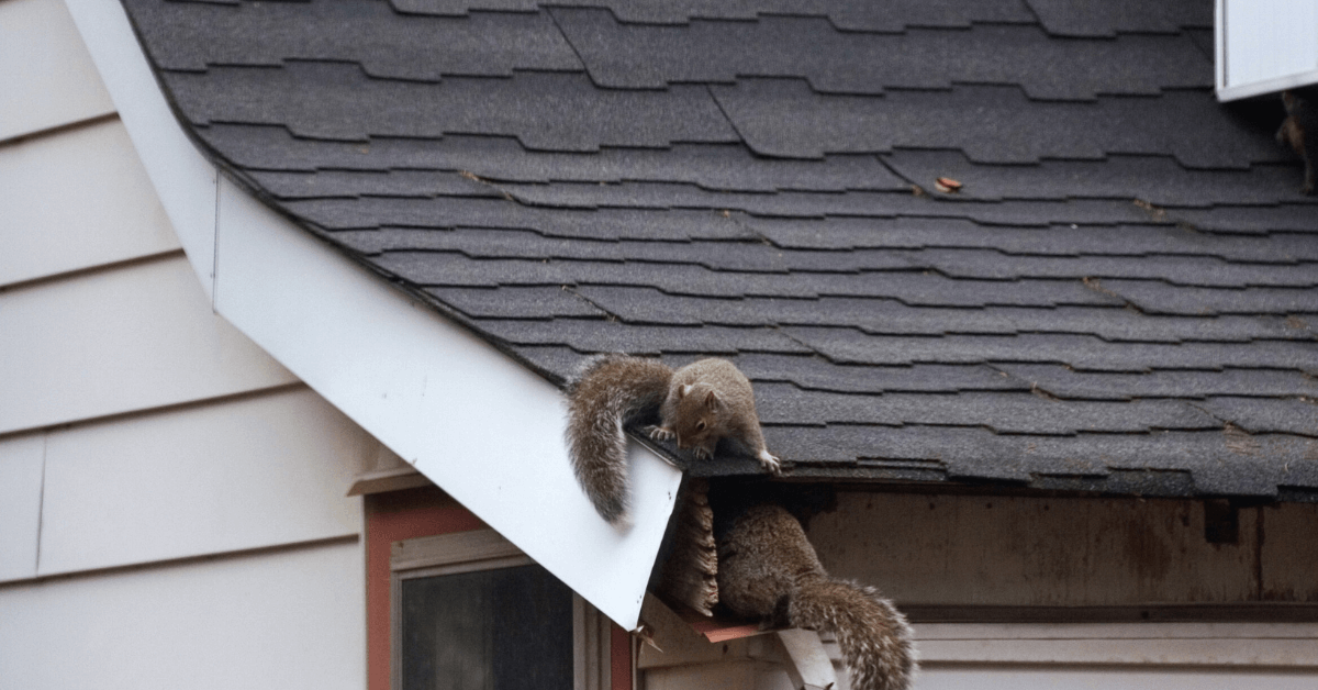 squirrels in attic
