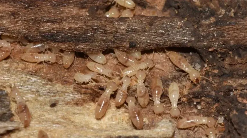 subterranean termites