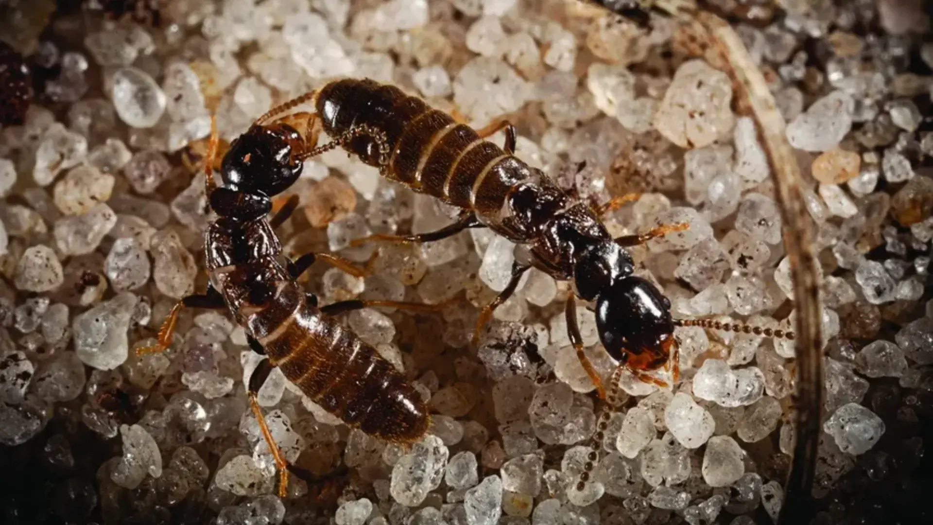 termite swarmers