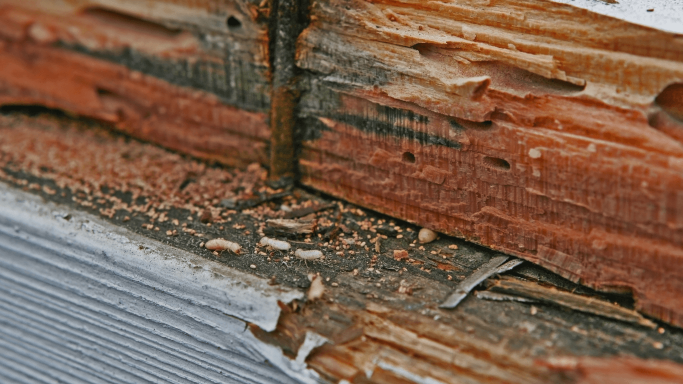 termite control in uniondale, ny
