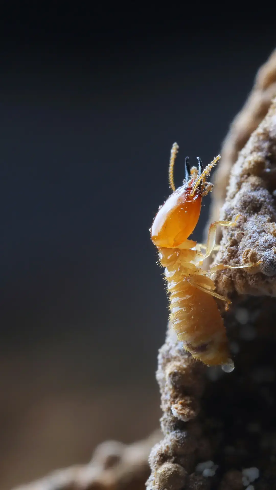 Termite Pest Control in Long Island, NY