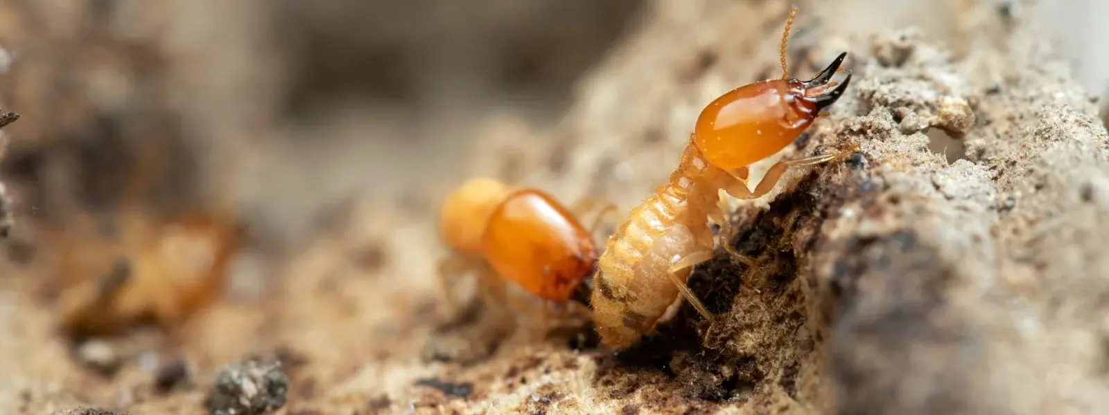 termites