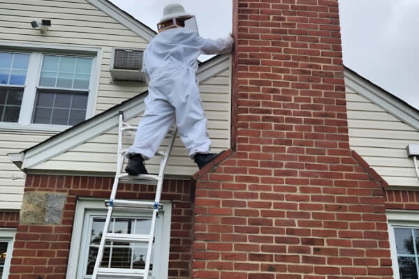 Wasp control service