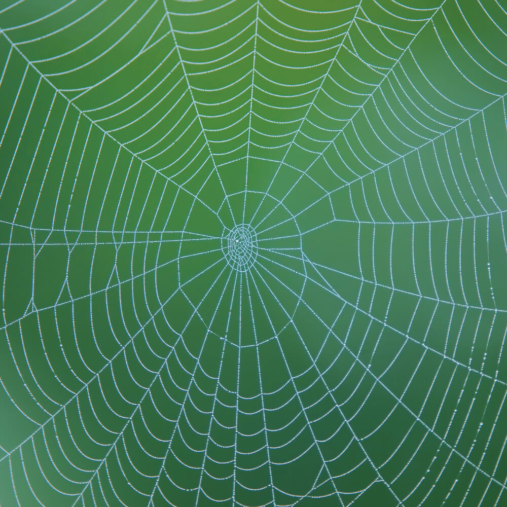 web