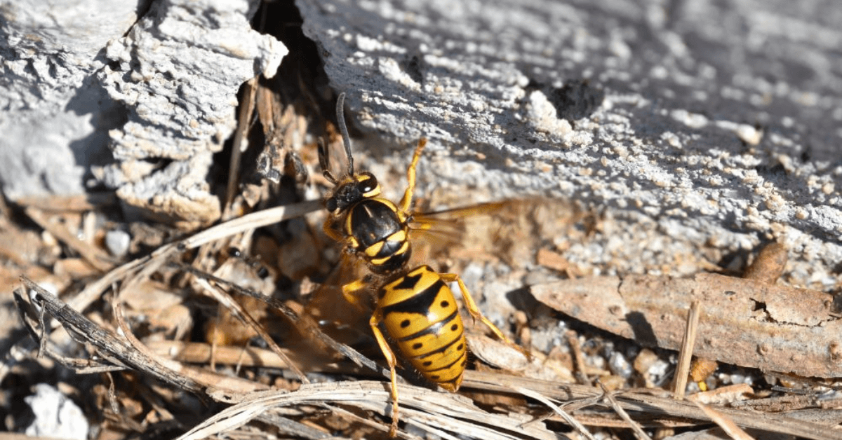Yellow Jacket