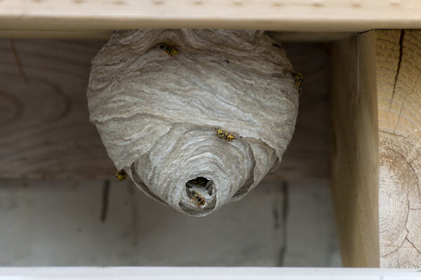 Yellowjacket Closed Nest