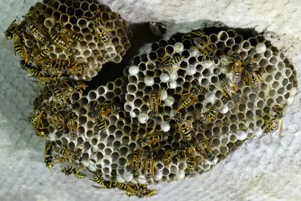 Yellowjacket Umbrella Nest