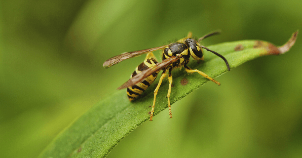 How to Prevent Yellow Jackets on Long Island, NY | EM Pest Control
